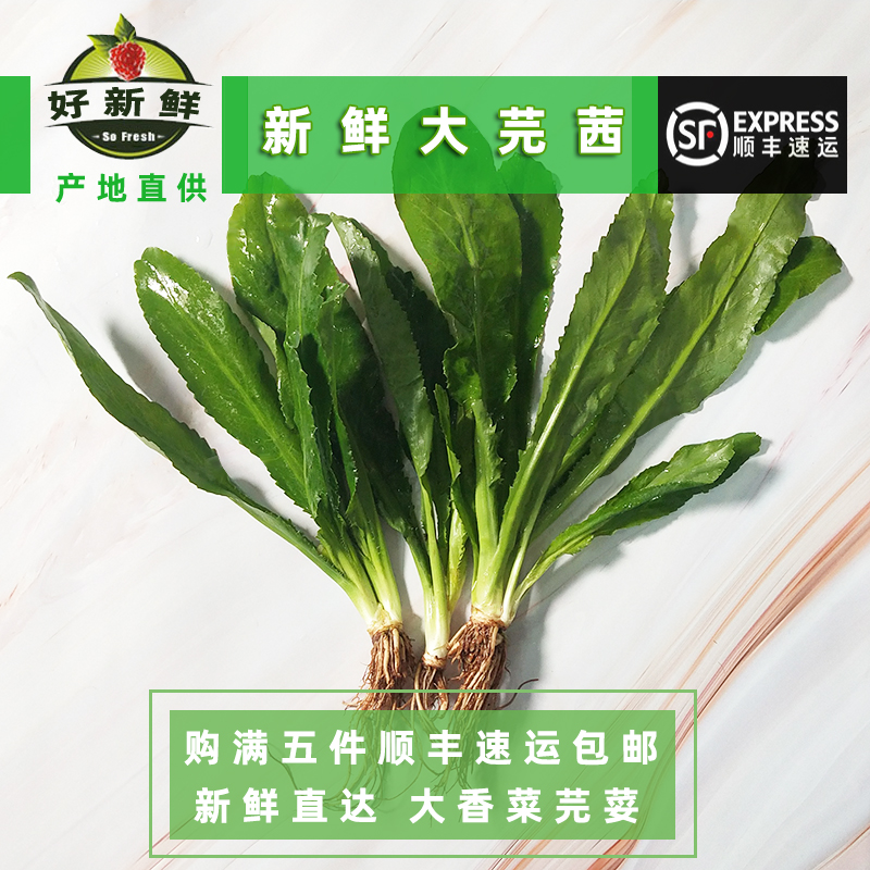 好新鲜大芫茜刺芫荽大香菜泰国香料冬阴功汤调味傣味 广西鱼生料