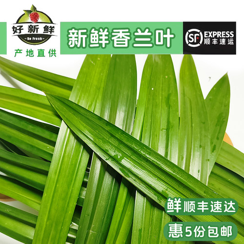 泰国品种斑斓叶农家斑斓叶糯米饭