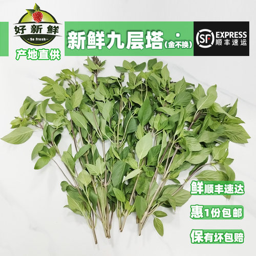 新鲜九层塔食用金不换泰国香料冬阴功食材香料鱼生菜顺丰速运包邮