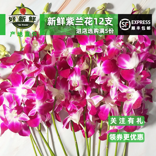 洋兰花石斛兰西餐摆盘装饰洋兰花