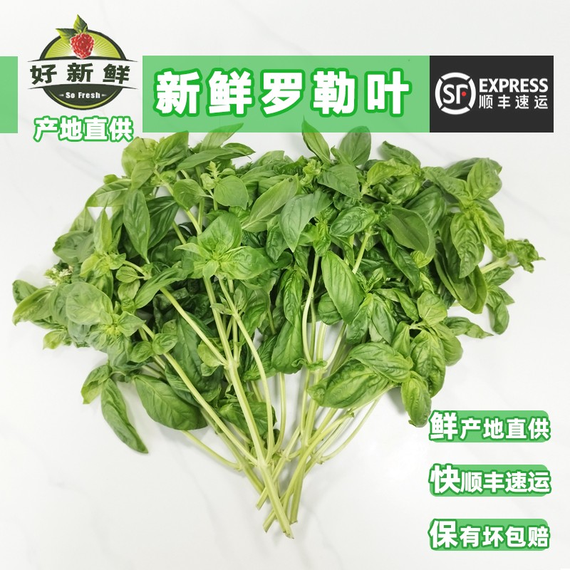 新鲜罗勒叶泰式食材冬阴功披萨草罗勒酱西餐泰餐香料蔬菜调料鲜料