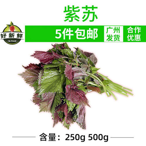 新鲜去腥调料食用农家自种500克