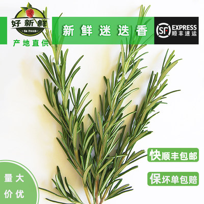 新鲜迷迭香迷失玛莉牛排西餐烤肉蛋糕摆盘装饰食用香配料顺丰包邮