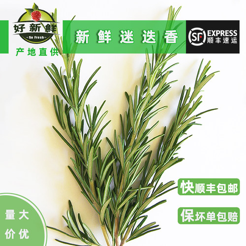 新鲜迷迭香迷失玛莉牛排西餐烤肉蛋糕摆盘装饰食用香配料顺丰包邮