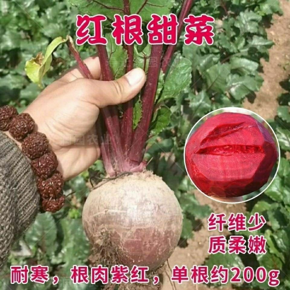 红甜菜根种子甜菜根种子紫菜头种子糖高富甜菜根甜菜头籽红心萝卜