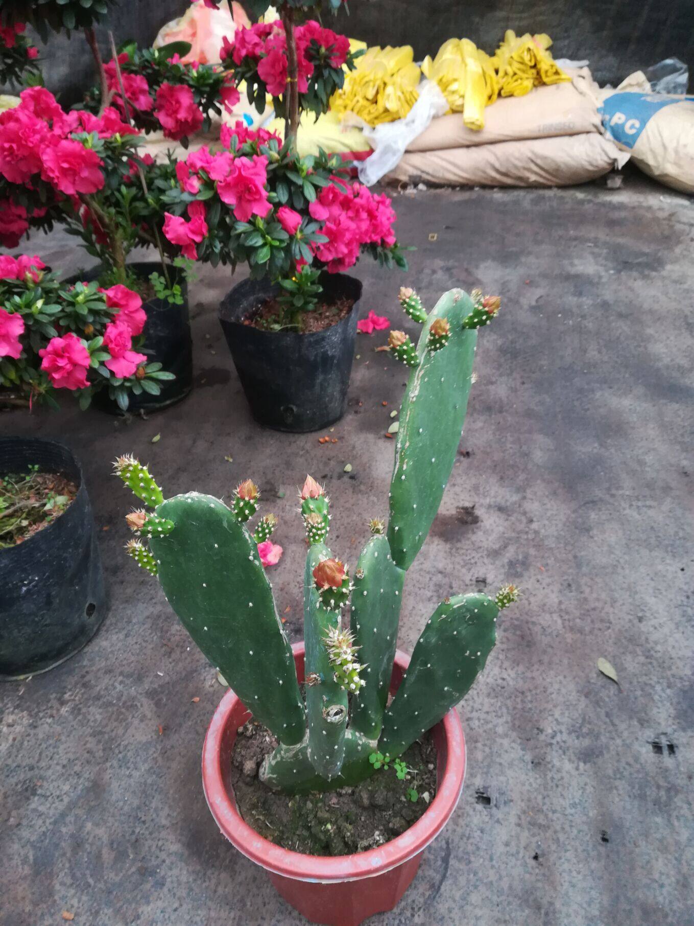 盆栽食用仙人掌果实