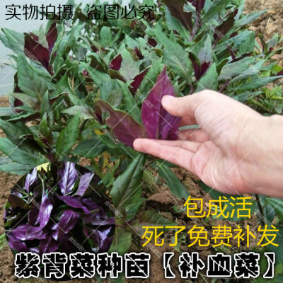 农家10株湖南紫背天葵血皮菜种苗