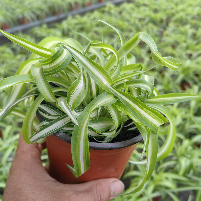 网红法国女郎珍珠吊兰卷叶卷边高端吊兰卷发女郎进口悬挂净化空气