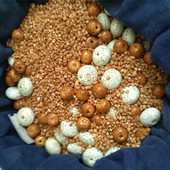 文玩核桃抛光机刷金刚盘橄榄壳星月菩提串抛光器包浆盘珠神器磨料