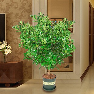 金橘苗脆皮金桔大型四季观赏桔盆栽庭院盆景小桔子金钱橘带果发货