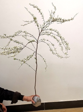 雪柳喷雪花树苗盆栽花卉庭院阳台珍珠梅多分枝开花雪梅耐寒白色花