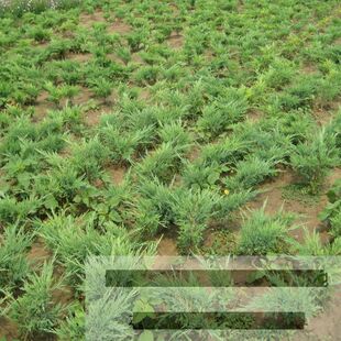 绿化用苗庭院苗沙地柏小苗 铺地柏 松柏树及大小各规格地柏苗子