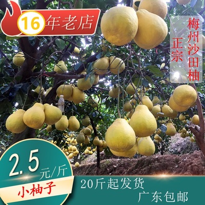 金柚沙田柚梅州信龙金柚