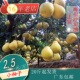 老树小果正宗梅州沙田柚客家土特产梅县金柚农家纯甜柚子小柚子