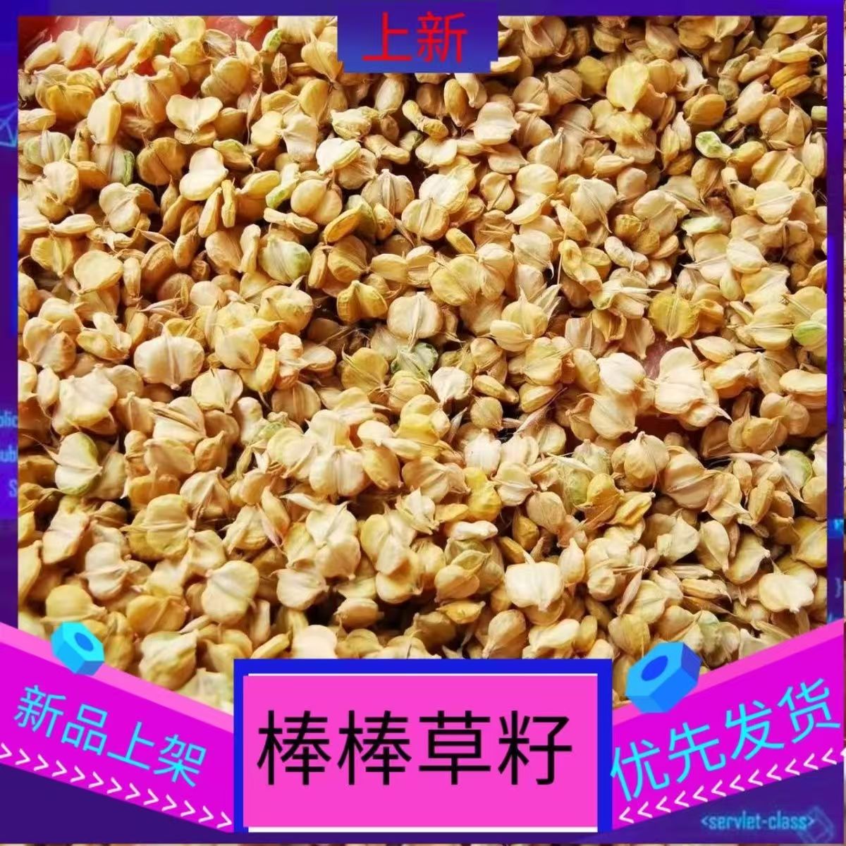 棒棒草籽养殖虾蟹棒头草苦梗草水草五月黄黄金籽养殖挺水水草