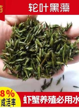 轮叶黑藻芽孢节节草灯笼泡小龙虾养殖专用水草耐高温净化水质