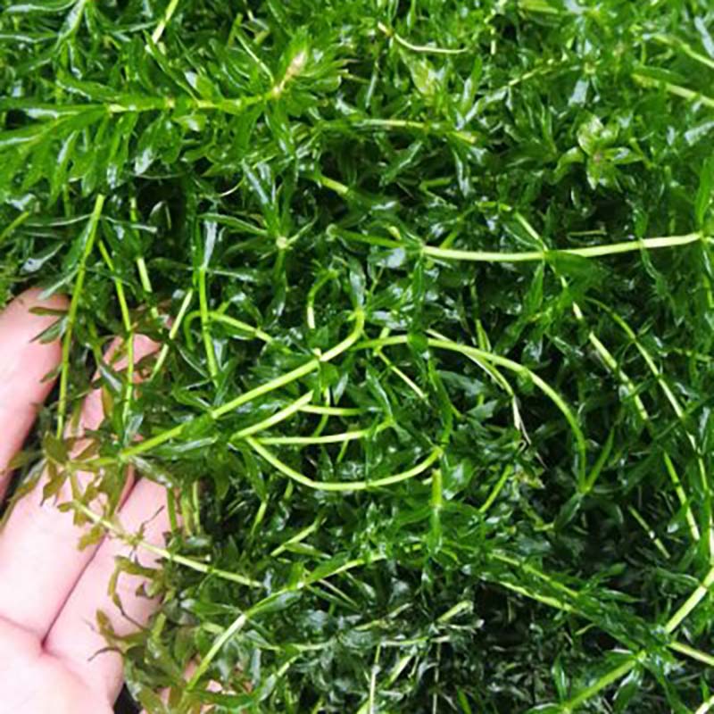 轮叶黑藻芽孢水草活体灯笼泡子养水草
