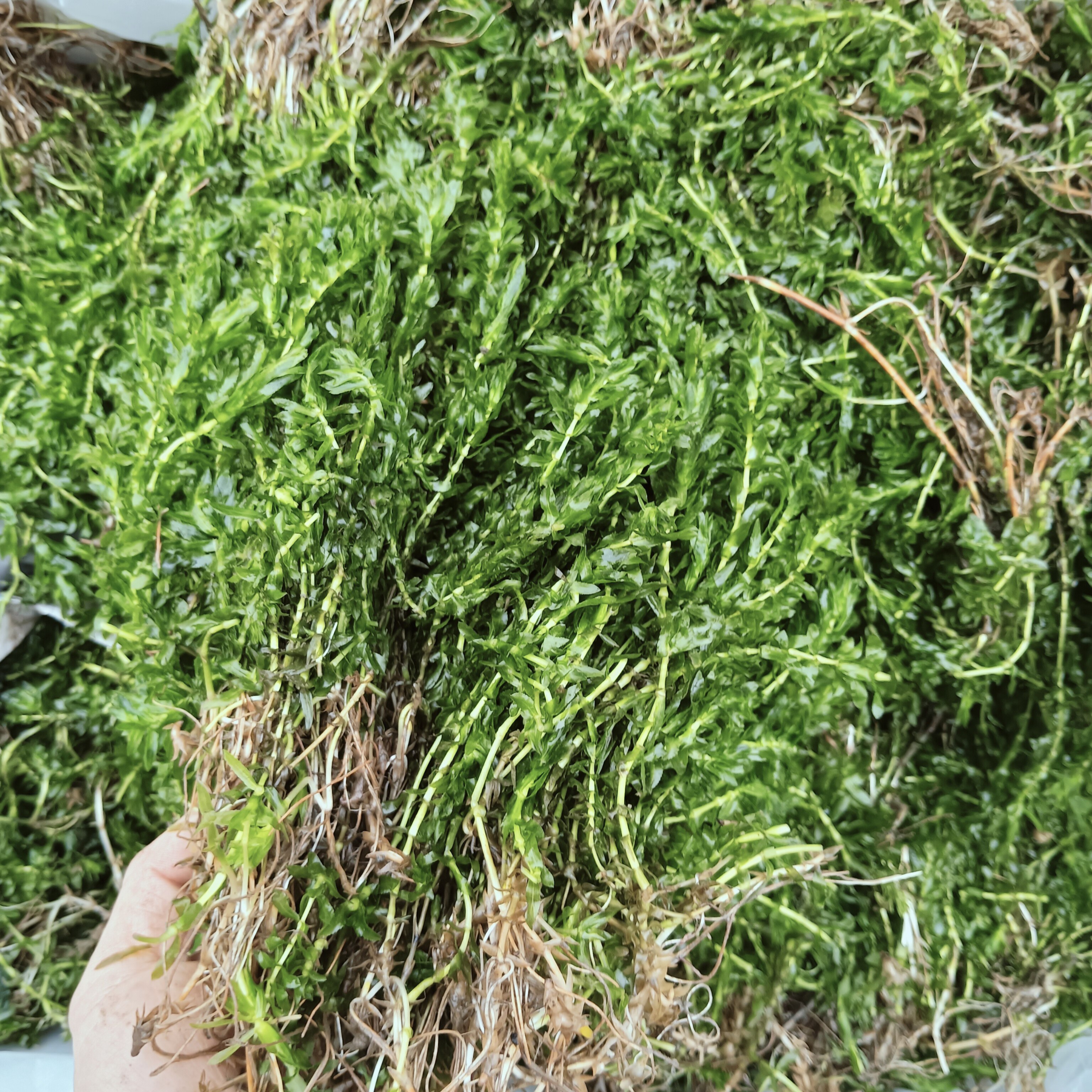 轮叶黑藻芽孢节节草灯笼泡小龙虾水草
