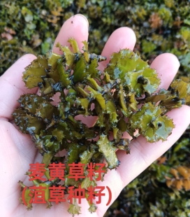 菹草种籽虾藻虾草麦黄草种子养殖小龙虾蟹鱼缸造景真水草增氧植物