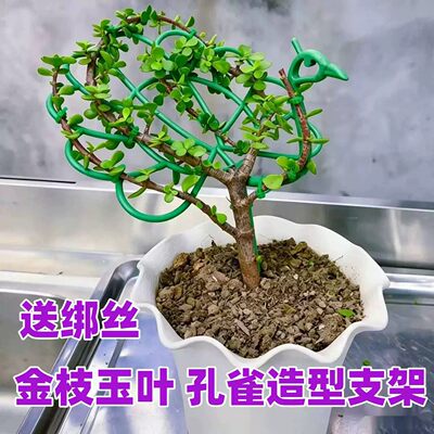 金枝玉叶孔雀造型支架花架太阳花造型单层固定支撑架花卉开屏支架
