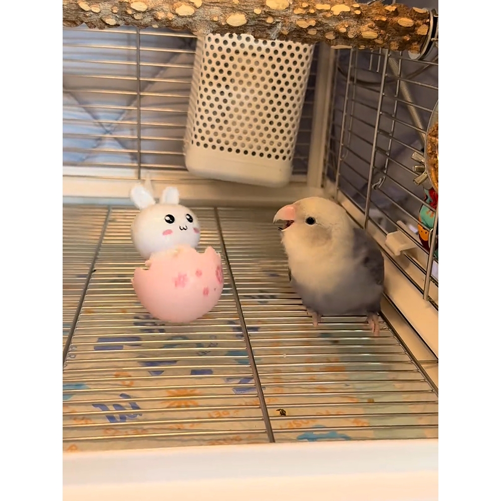 鹦鹉玩具防抑郁不倒翁解闷自嗨新型解压磨嘴玄凤牡丹专用益智训练