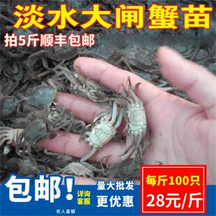 正宗大闸蟹幼苗鲜活水产淡水螃蟹苗扣蟹毛蟹苗河蟹苗中华绒螯蟹苗