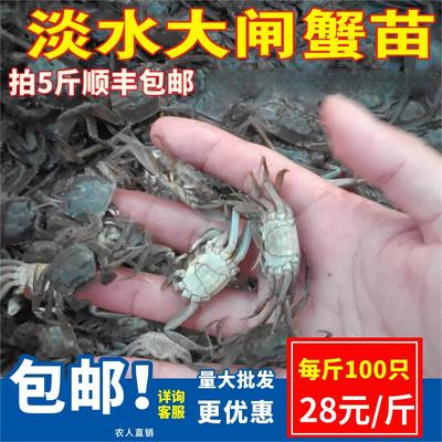 正宗大闸蟹幼苗鲜活水产淡水螃蟹苗扣蟹毛蟹苗河蟹苗中华绒螯蟹苗