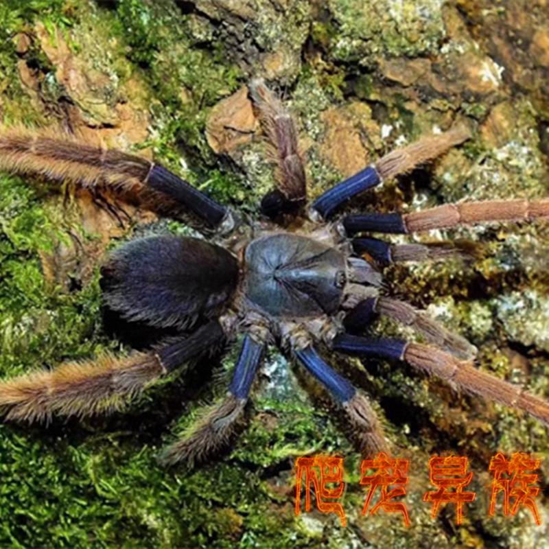 马来西亚霍格粗腿蜘蛛 Coremiocnemis hoggi霍格蓝紫粗腿宠物蜘蛛
