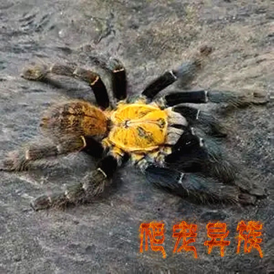 胡志明地老虎蜘蛛超大个体黄金色背骨灰级玩家收藏品爬宠异族