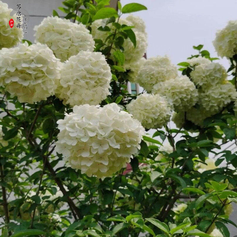 中华木绣球大花斗球高杆树苗春秋季开花阳台窗台楼顶木本花卉植物