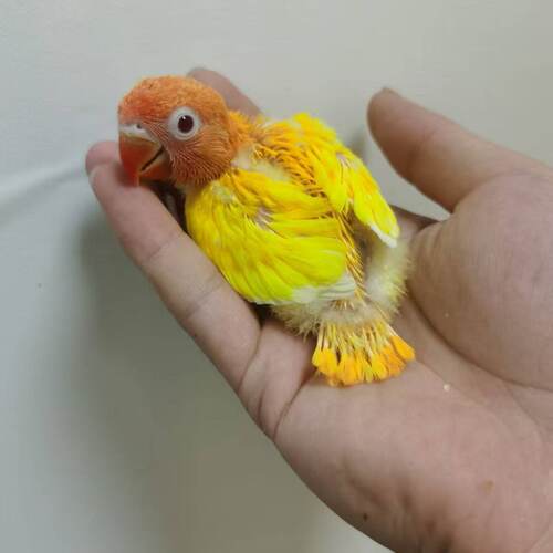手养牡丹鹦鹉活体健康保障2天