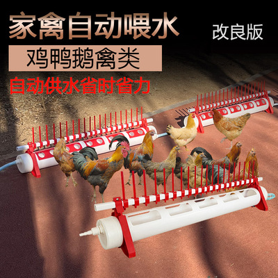 鸡鸭鹅禽类全自动喂水槽普拉松