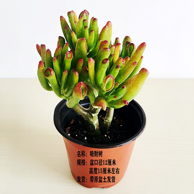 吸财树多肉植物云南露养室内阳台