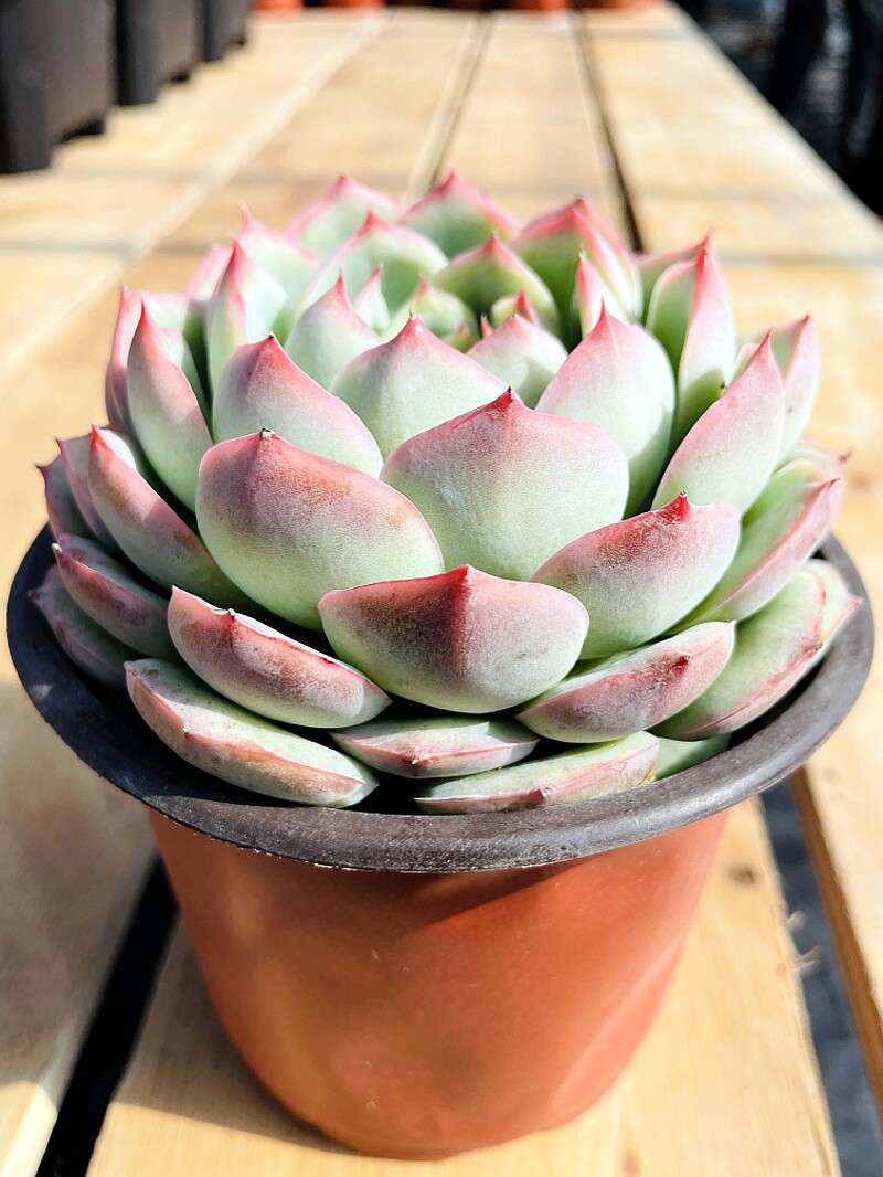 侧影多肉植物法兰西玫瑰露养精品组合蓝色惊喜莎莎女王香槟盆栽