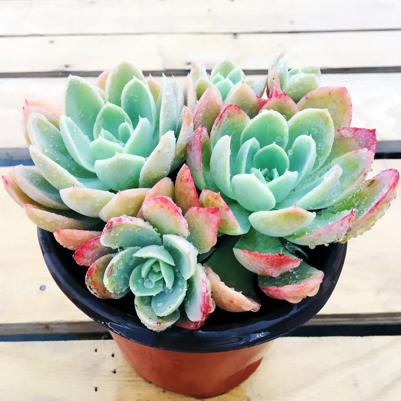 黄金丝绸面纱多肉植物盆景群生