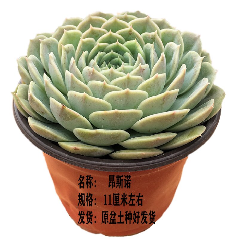 昂斯诺果冻色多肉植物萌肉肉盆景