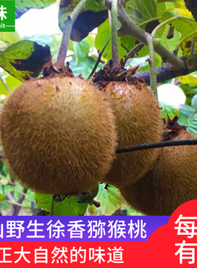 寻味正宗江山野生徐香弥猕猴桃新鲜水果整箱5斤应季绿心奇异果