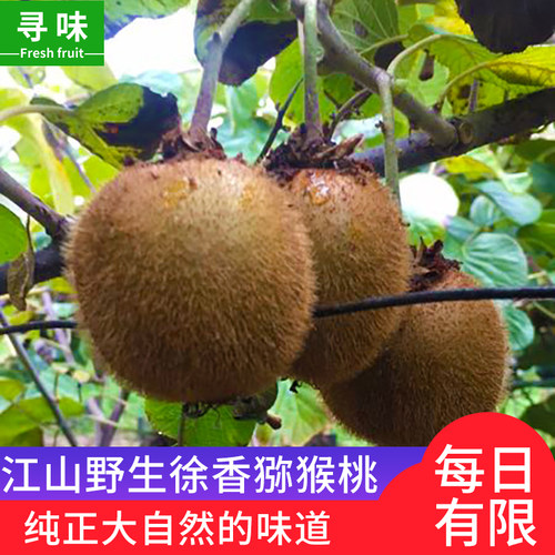 寻味江山野生猕猴桃数量不多