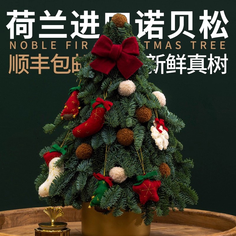 亨勒荷兰诺贝松圣诞树圣诞礼物