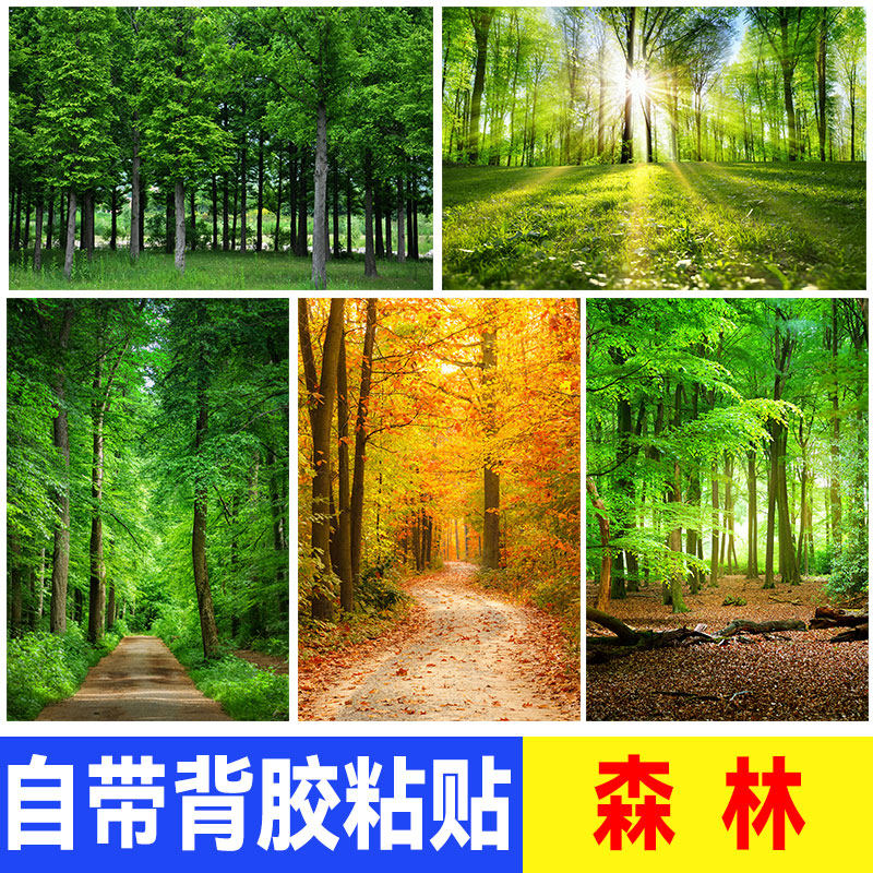 原始森林树木墙贴海报草地公园树林绿色大自然风景壁纸客厅装饰画