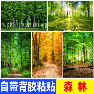 原始森林树木墙贴海报草地公园树林绿色大自然风景壁纸客厅装饰画
