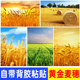 黄金麦穗装 饰画五谷丰登丰收贴纸背景墙贴麦田壁画稻谷自粘海报