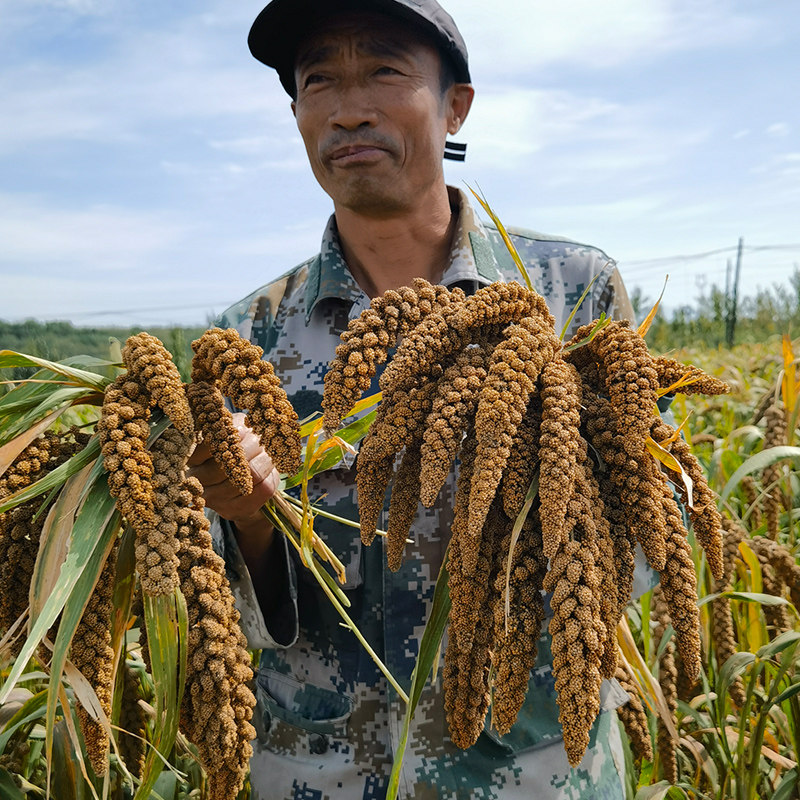 山西小米2025新米 垣曲黄小米食用小米粥农家自种小米2斤尝鲜