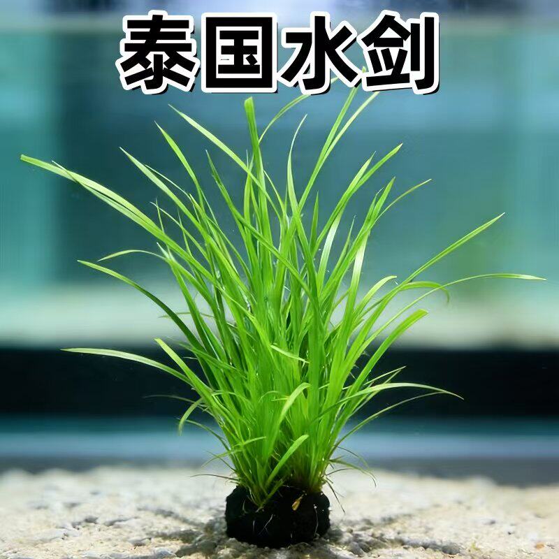 泰国水剑坨草原生缸溪流缸阴性淡水好养造景装饰懒人活体水草