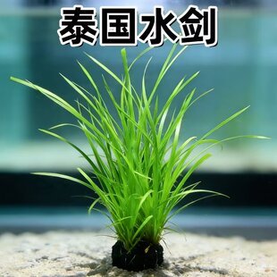 泰国水剑坨草原生缸溪流缸阴性淡水好养造景装饰懒人活体水草