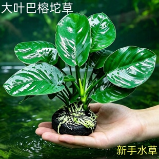 大叶巴榕水榕坨草真草鱼缸造景新手懒人阴性好养活净水增氧绿植