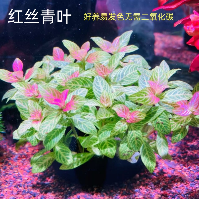 红丝青叶懒人好养红色淡水植物
