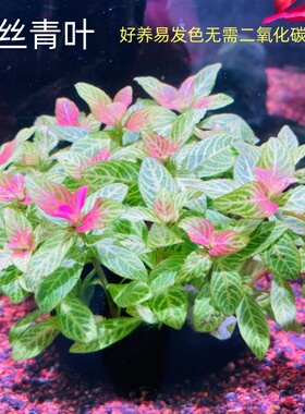 红丝青叶水草鱼缸造景红色后景新手懒人坨草阴性淡水植物水下叶