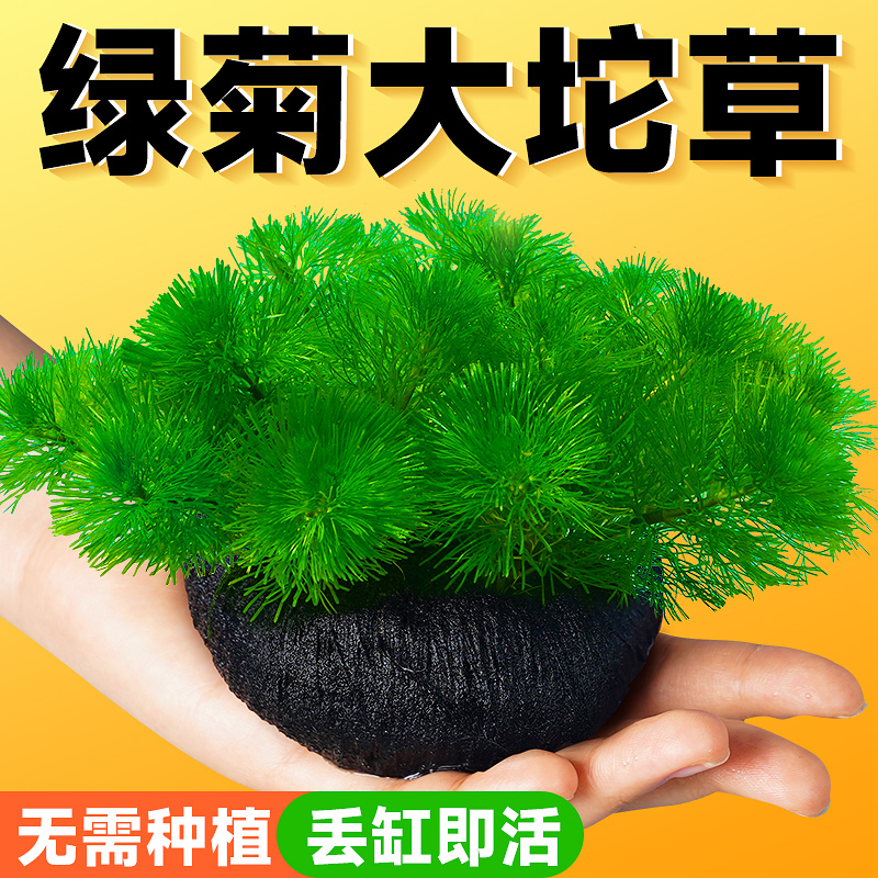 新手水草蜈蚣草绿菊阴性好养活