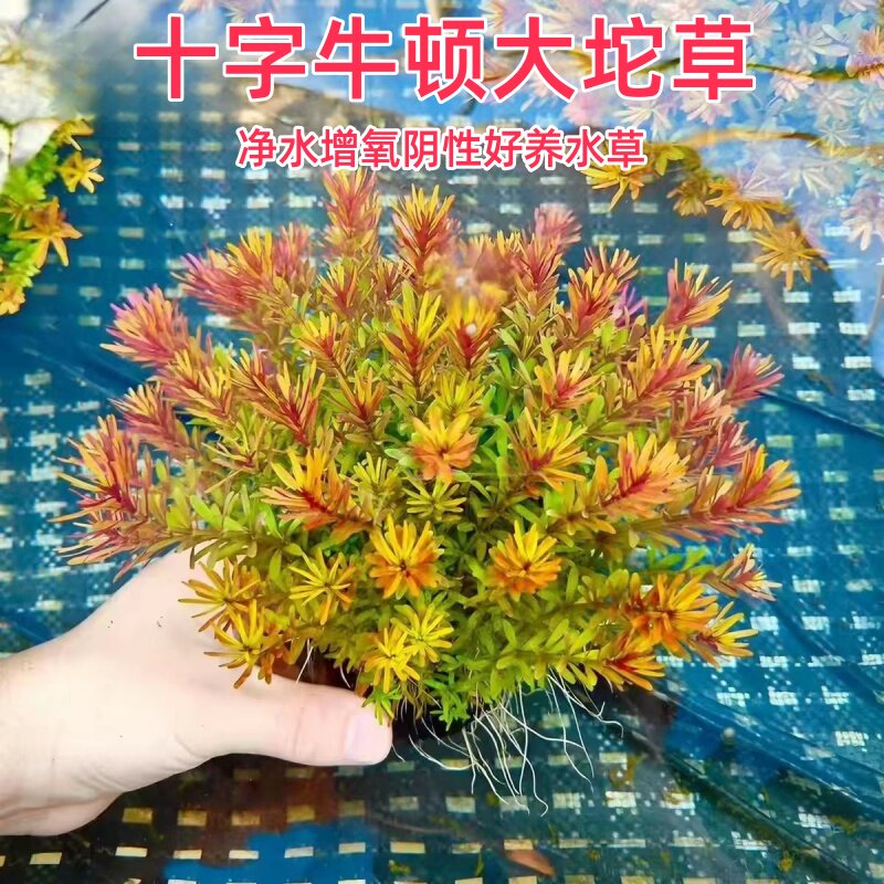 净水王十字牛顿坨草鱼缸造景增氧新手好养易活水草懒人阴性真绿植